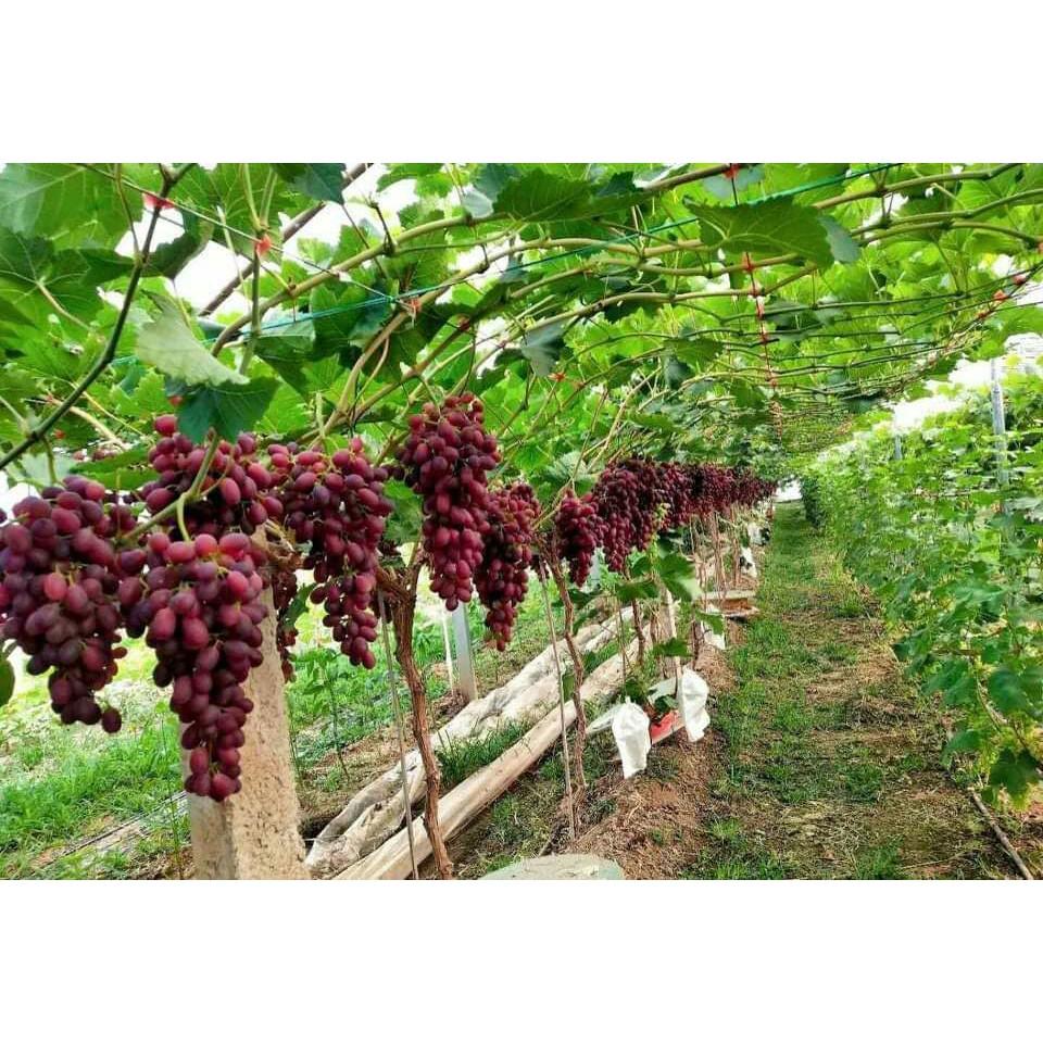 Cây nho giống