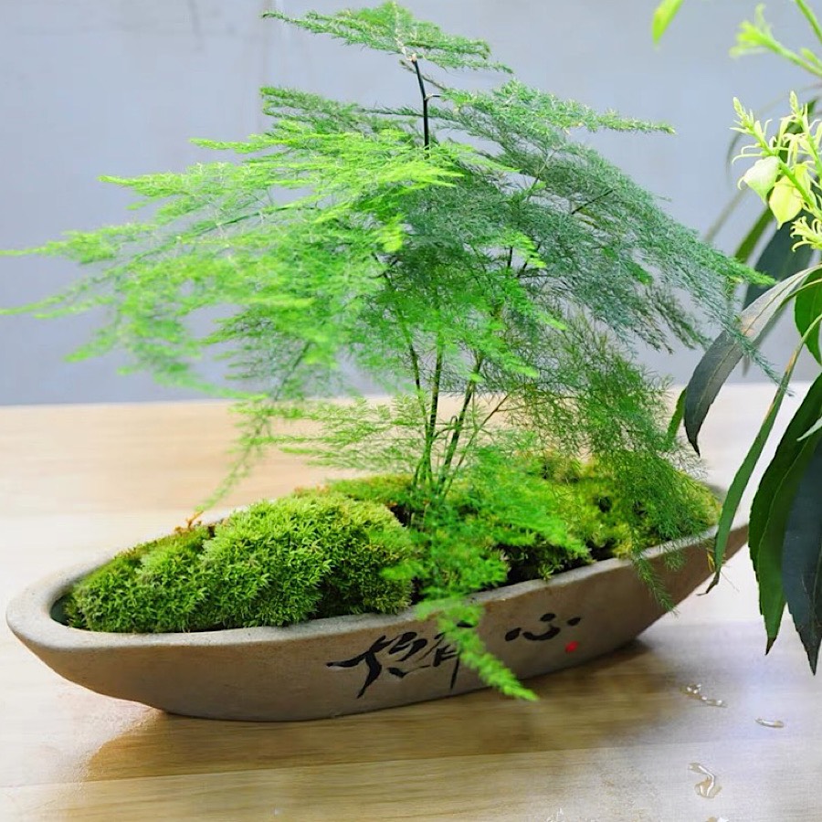 CHẬU CÂY , HỒ CÁ VÀ ÔNG LÃO CÂU CÁ TÍ HON ĐỂ BÀN TRANG TRÍ