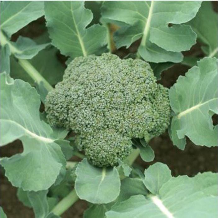 Bộ 5 gói Hạt Giống Súp Lơ Xanh Bông Cải Xanh-1 gói 30 hạt-tặng kèm 1 phân bón