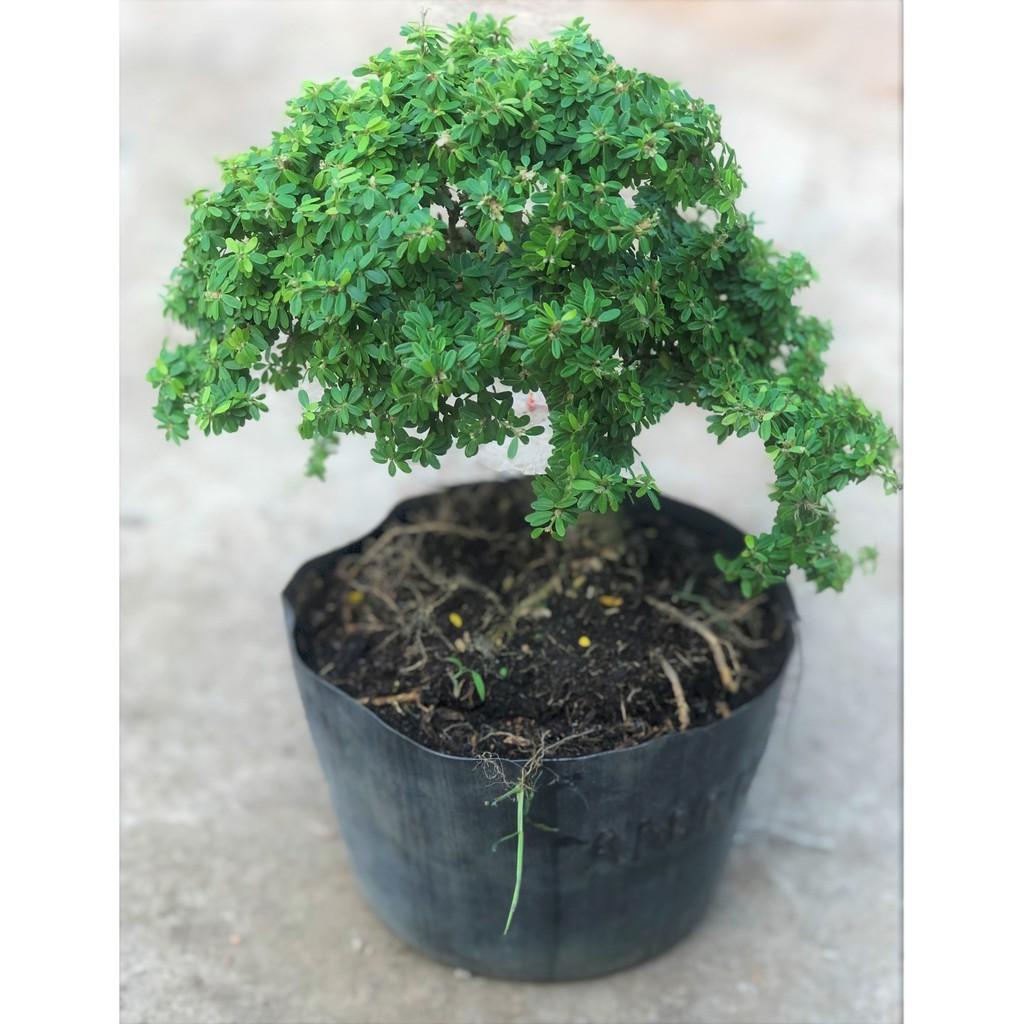 Chậu cây Linh Sam lá nhỏ dáng Bonsai