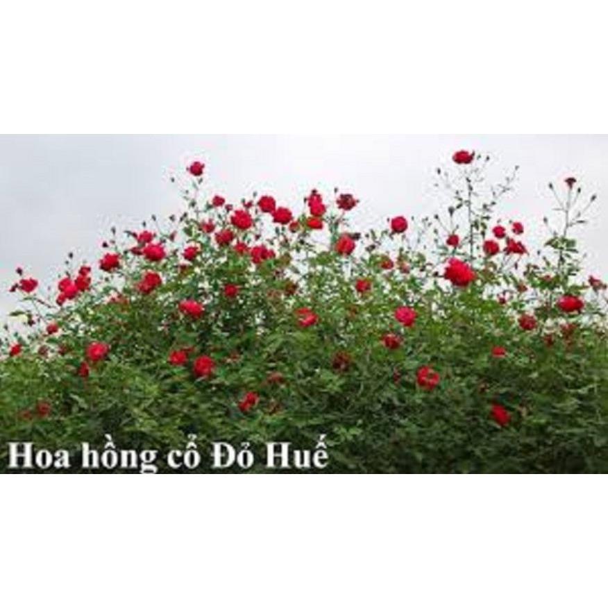 COMBO 3 Hồng cổ Đỏ Huế -Hồng Quế Son - hàng hiếm