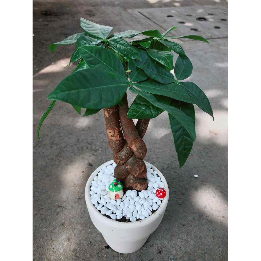 Chậu kim ngân thắt bím 3 thân Bán Chạy
