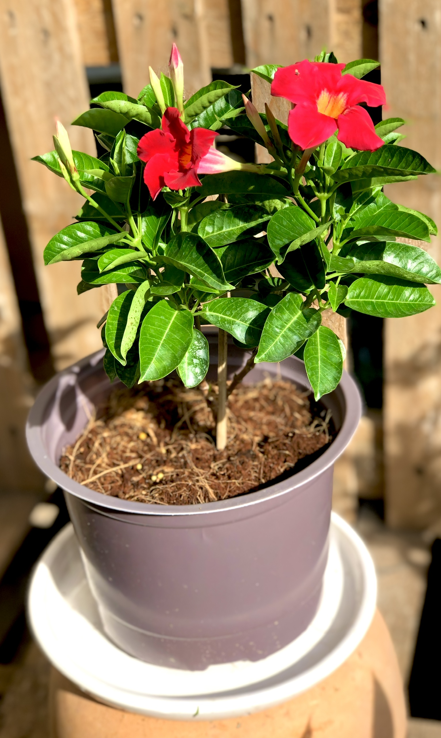 Chậu cây Hồng Anh màu đỏ