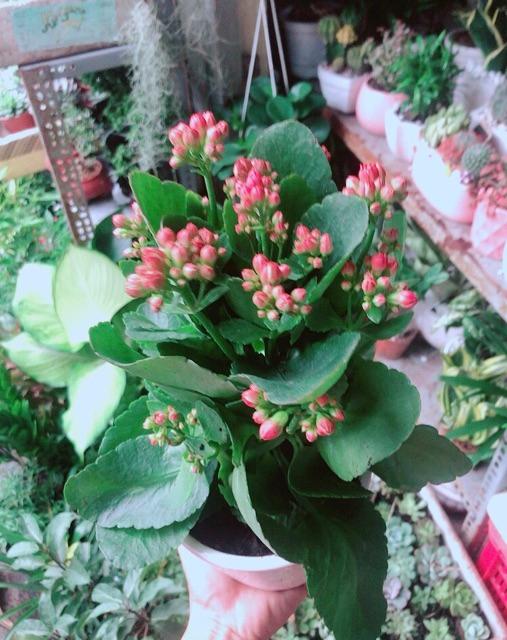 Chậu Cây Sống Đời