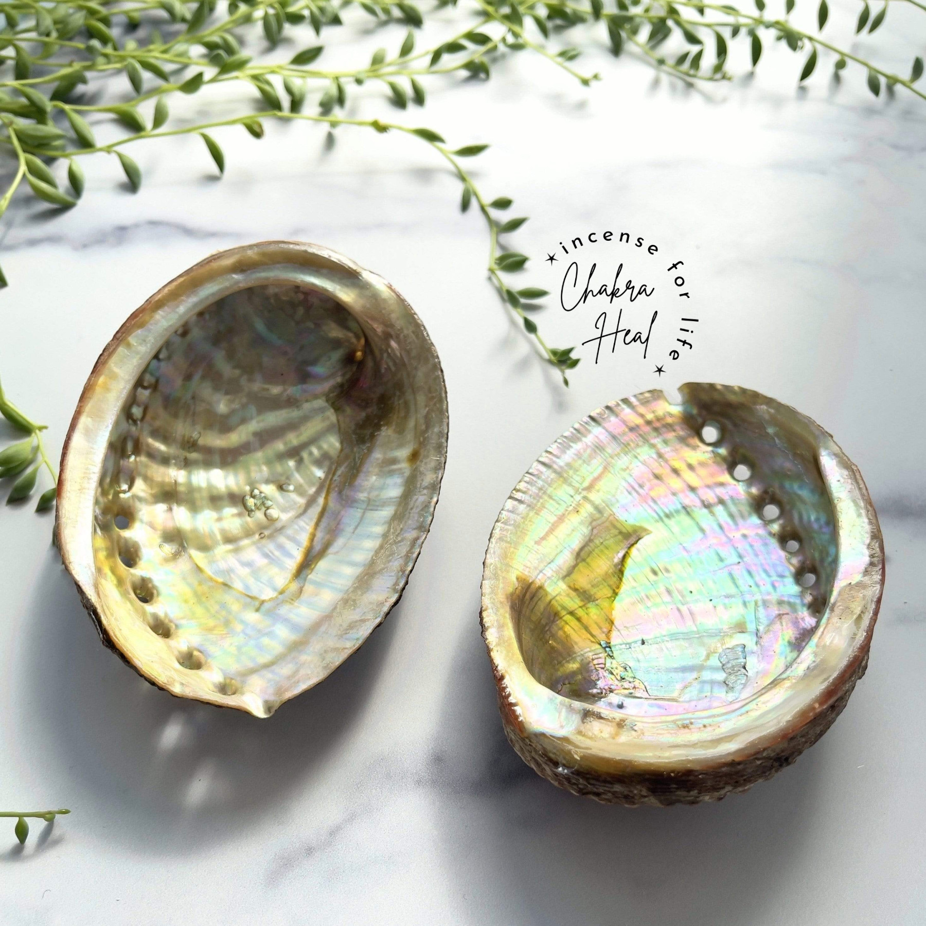 Green, Pink Abalone Sea Shell - Vỏ Bào Ngư Dụng Cụ Thanh Tẩy Năng Lượng l Chakra Heal Incense