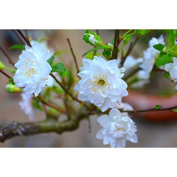 COMBO 10 BẦU CÂY GIỐNG NHẤT CHI MAI