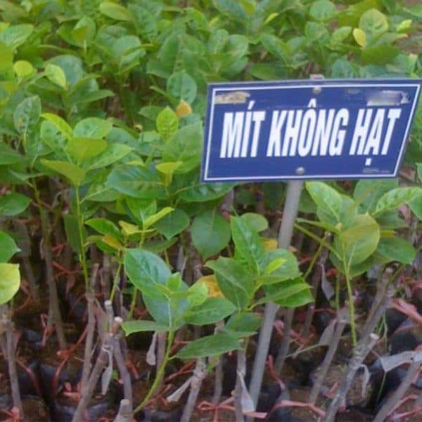 Cây giống mít không hạt