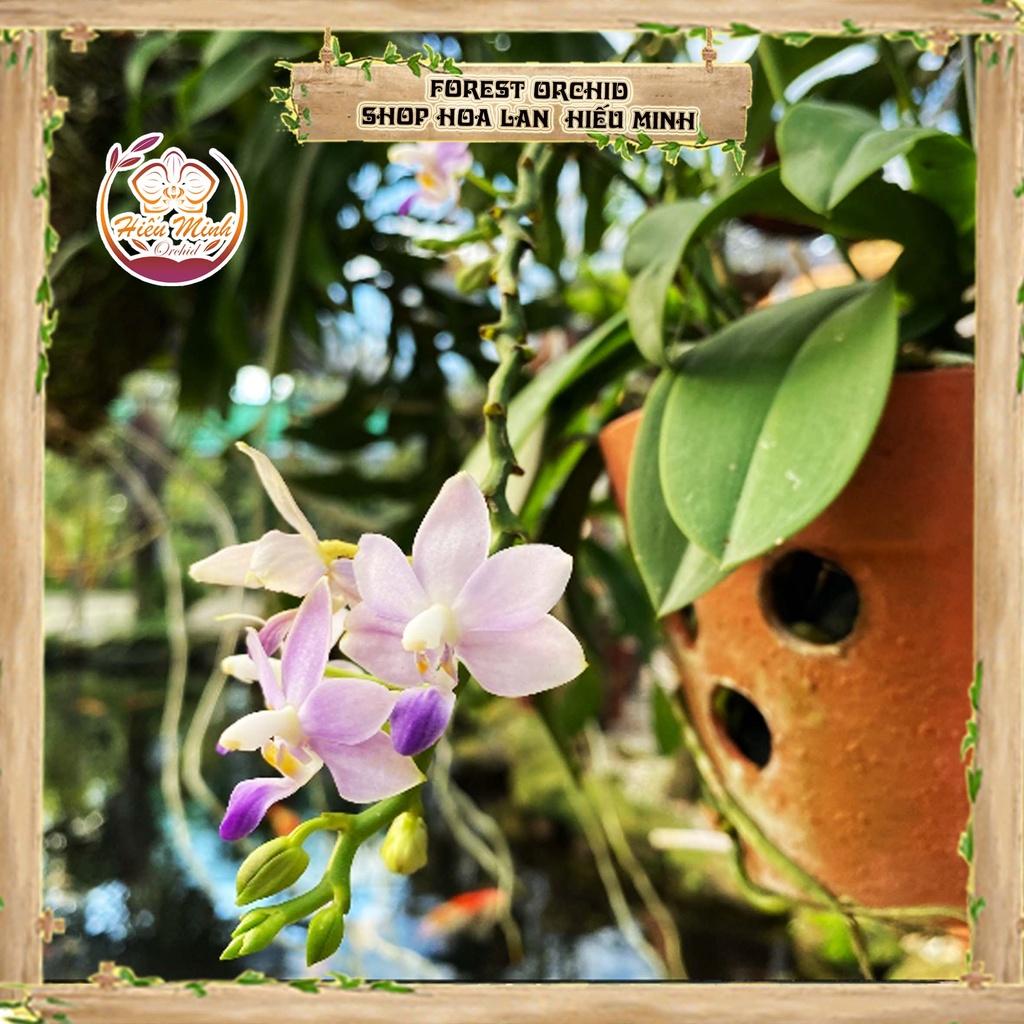 Hoa Lan đột biến Tiểu Hồ Điệp Rừng, Mini, Phong lan rừng Tây Bắc, Lào, Cây Giống Giá Rẻ, Địa, Hồ Điệp Đẹp