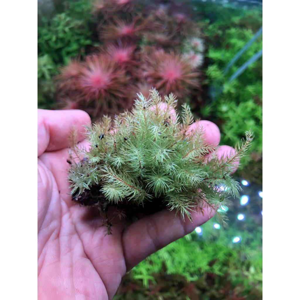 Rêu Spiny, rêu đuôi sóc set bể terrarium, bán cạn