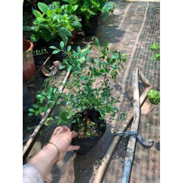 Chanh Ngón Tay cam kết chất lượng