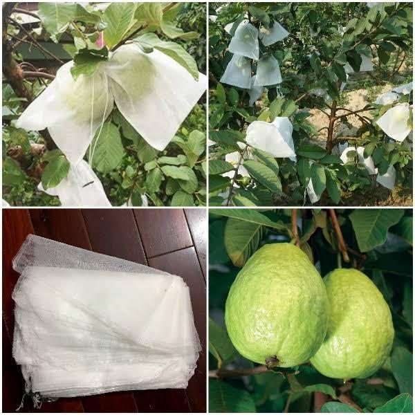100 Túi bọc ổi, Bọc na KT 18x20, Bao trái cây Ánh Dương