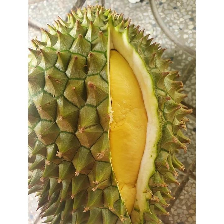 Cây giống SẦU RIÊNG RI6 Bầu to khổng lồ, gốc to ghép 2 năm.