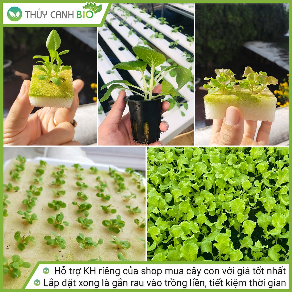 Trụ trồng rau Bio 50 hốc trồng rau, giữ nước và chống cúp điện phiên bản mới