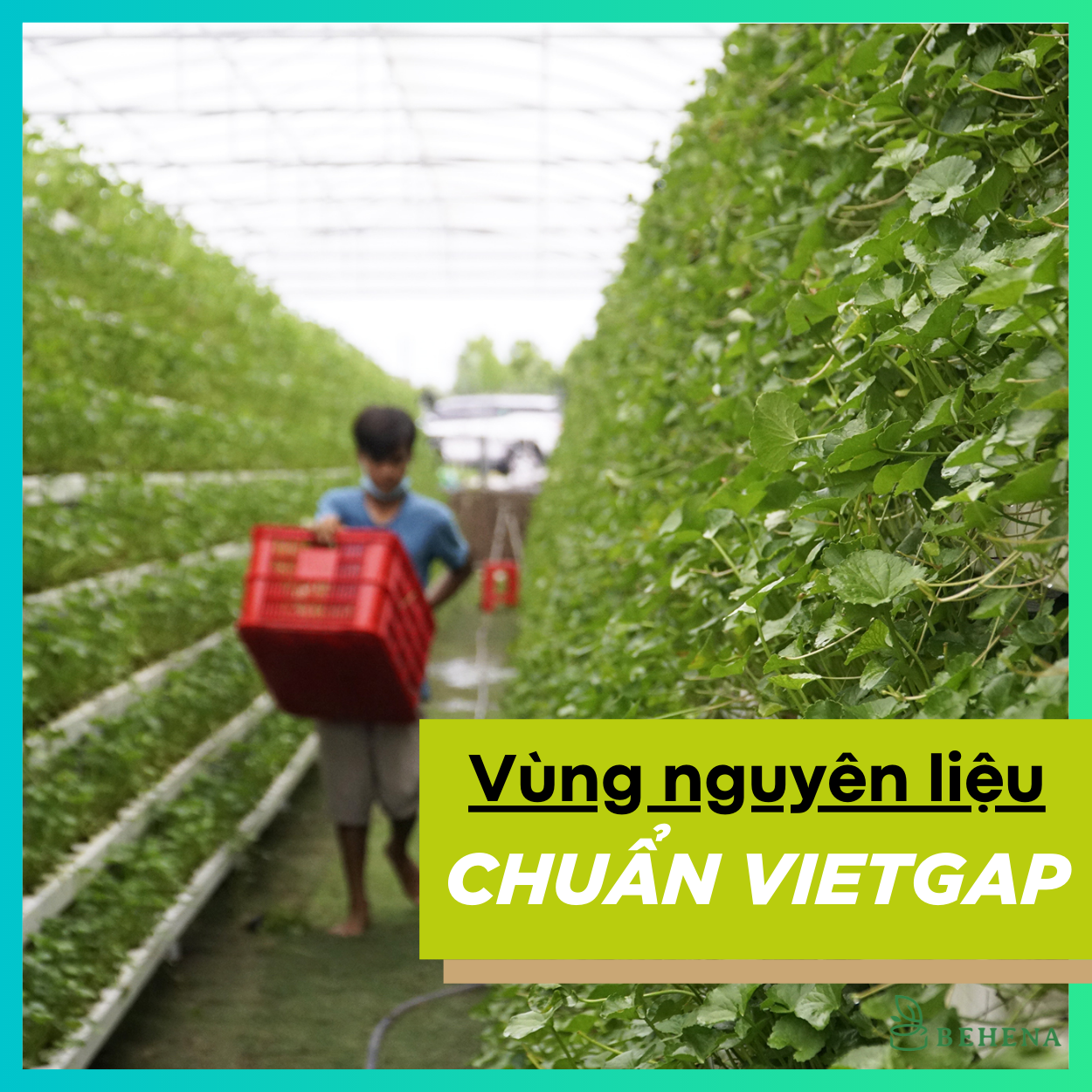 Bột rau má đậu xanh - Teng - Nguyên Chất 100 % - Thơm Ngon - Bổ Dưỡng - Mát Gan