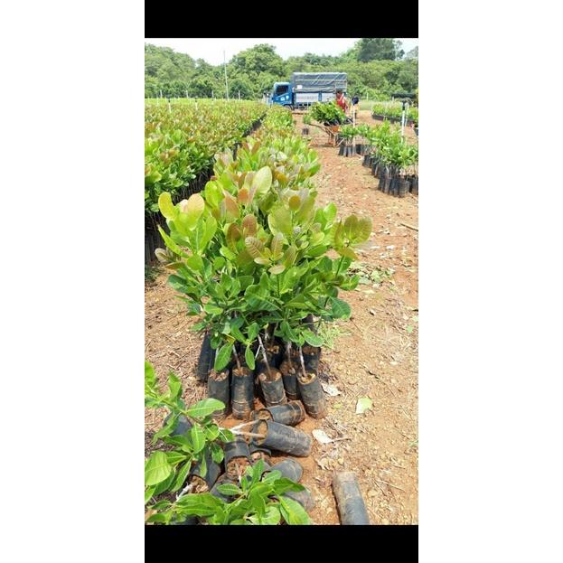 Cây giống Điều PN1 cao sản .