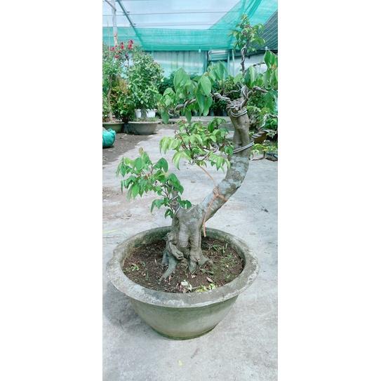 Chậu Khế Bonsai Lớn