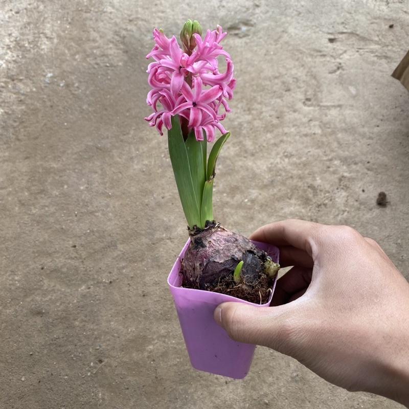 Củ hoa tiên ông đã lên mầm cao 10-15cm đang ra hoa thích hợp trang trí bàn làm việc , văn phòng