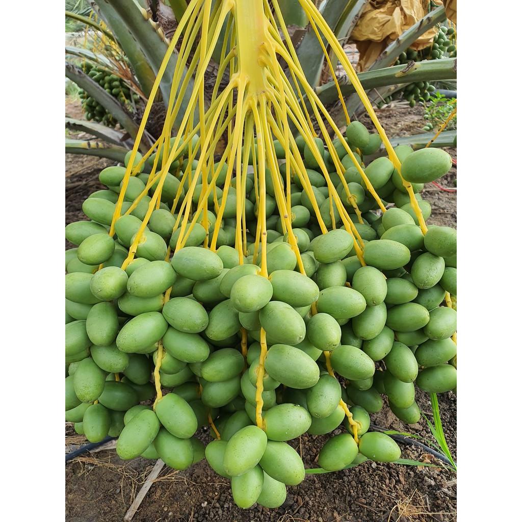Hạt giống cây chà là Israel - 10 hạt/gói  ( nảy mầm tốt )