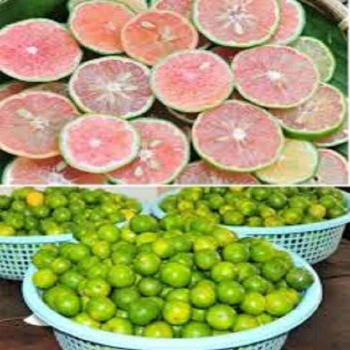 CÂY GIỐNG CHANH ĐÀO