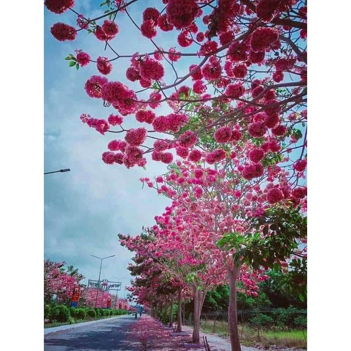 CÂY GIỐNG CÂY KÈN HỒNG , CÂY SIÊU ĐẸP