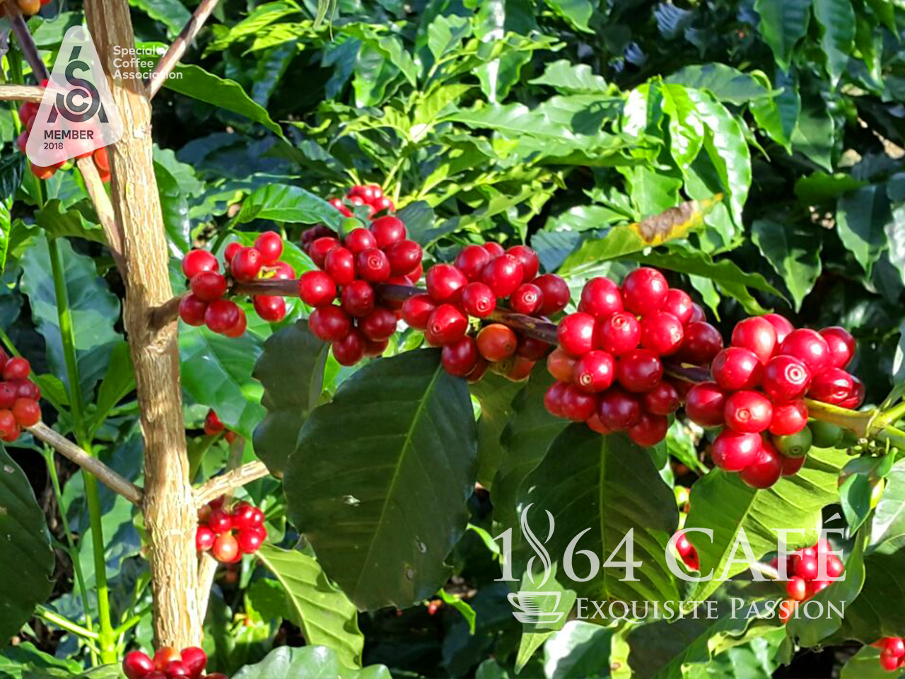 Cà phê hảo hạng (Specialty Coffee) tinh khiết không tẩm không độn El Salvador Providencia hạt khối lượng tịnh 220g - 1864 CAFÉ