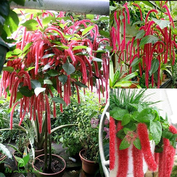 Hạt giống hoa Tai Tượng Đuôi Chồn Đỏ CT253 - Gói 30 hạt