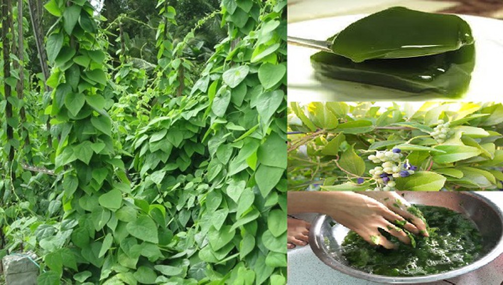 Hạt Giống Sương Sâm Lông