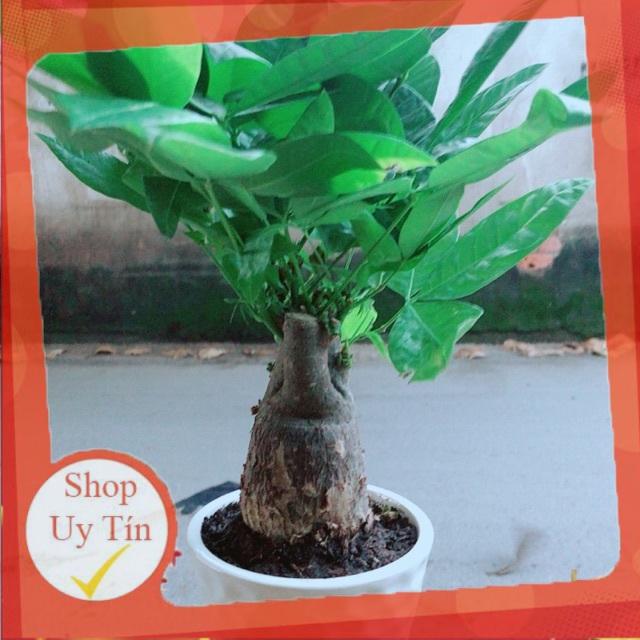 Chậu Kim Ngân Chân Voi