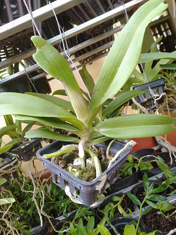 Hoa phong lan đai châu thái năm 3 cây cực đẹp