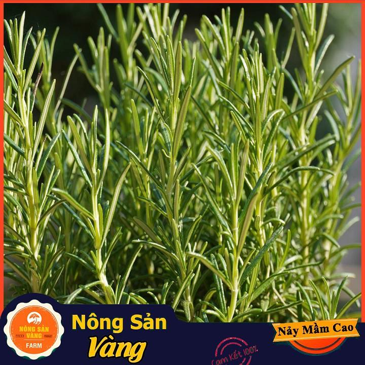Hạt giống Cây Hương Thảo