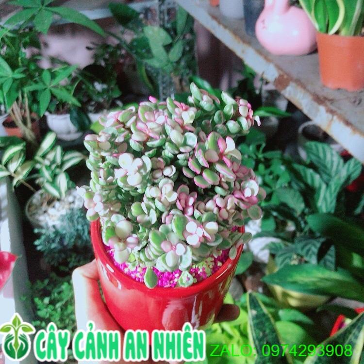 Chậu Cây Cành Vàng Lá Ngọc
