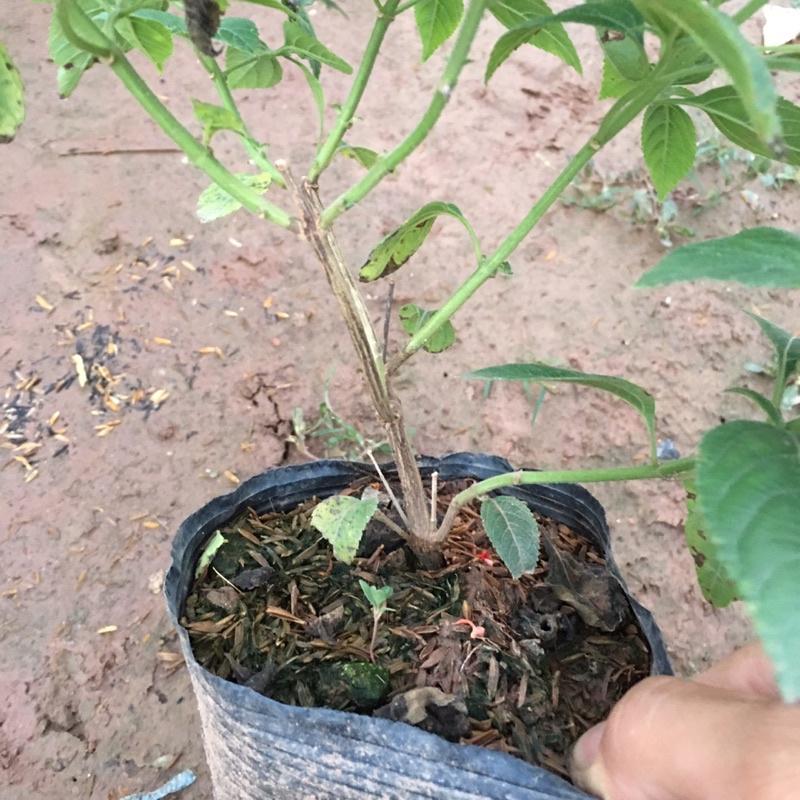 Cây Hoa Ngũ Sắc Vàng Cam,Cây Xum Xuê Đã Có Sẵn Hoa