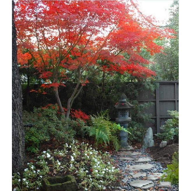 Combo 2 gói Hạt giống cây Phong Lá Đỏ Nhật Bản-gói 10 hạt/tặng kèm gói phân bón lót