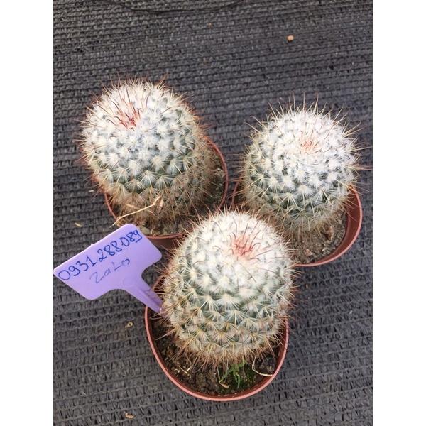 Cây xương rồng mami móc câu trắng mamillaria bombycina
