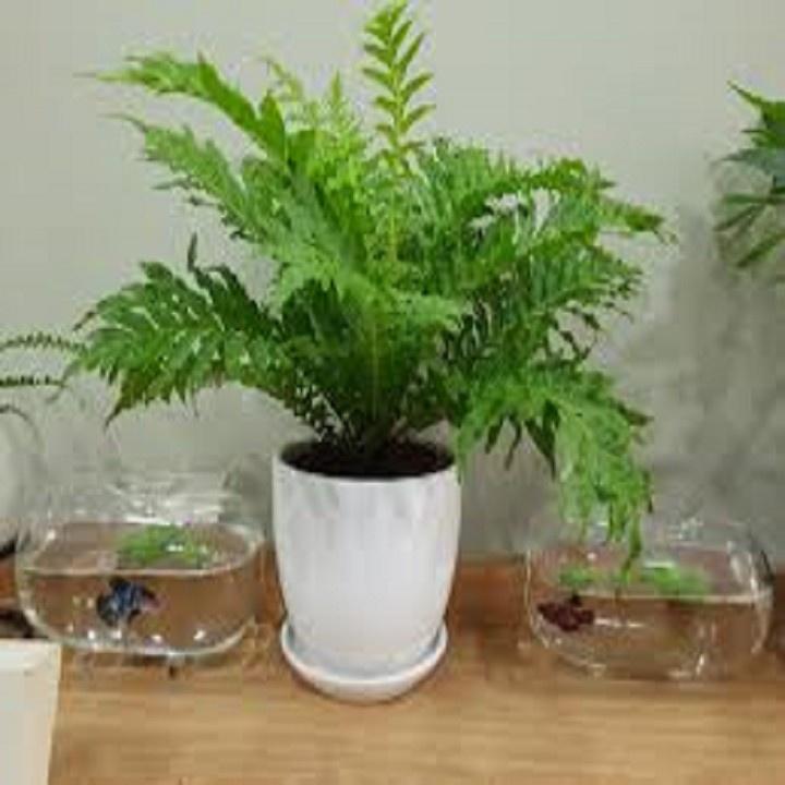 CÂY DƯƠNG XỈ KHỔNG TƯỚC