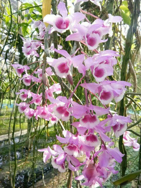 Phi điệp và trầm cây giống hành gieo hạt cây đẹp chuẩn giống