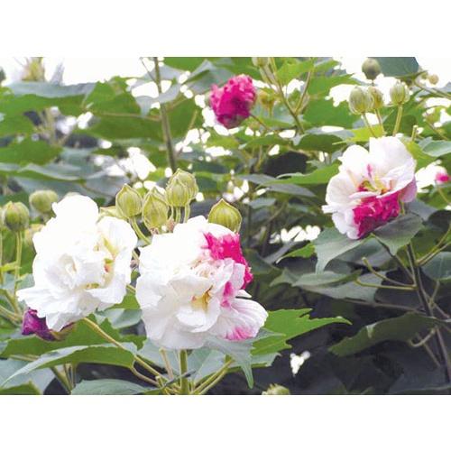 CÂY GIỐNG HOA PHÙ DUNG - chậu cây giống size to