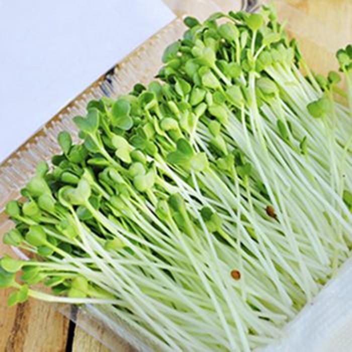 Hạt giống Mầm củ cải trắng – Gói 50g