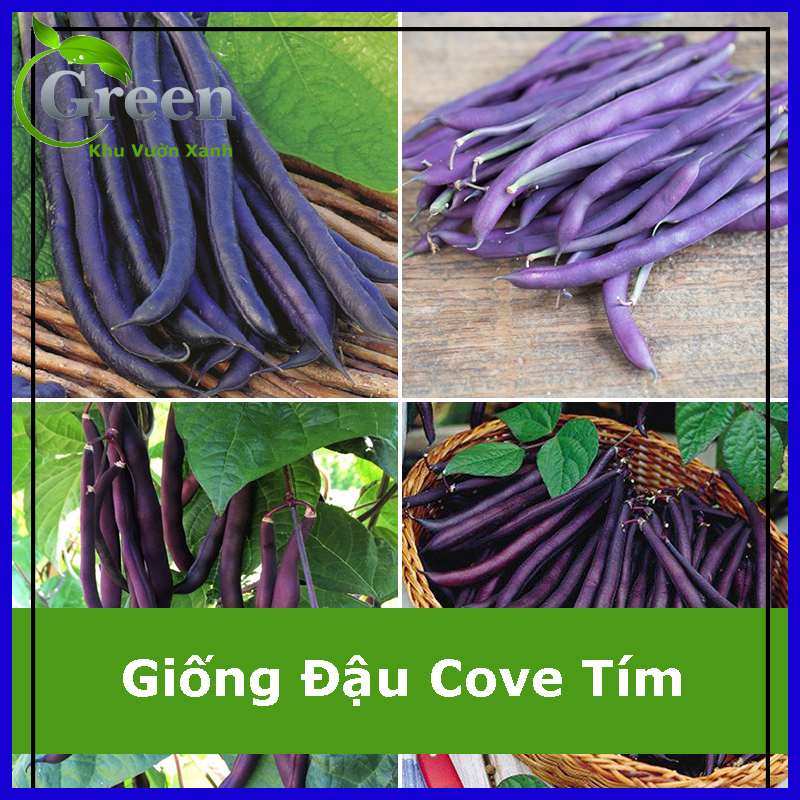 Hạt Giống Đậu Cove Tím Sai Trái