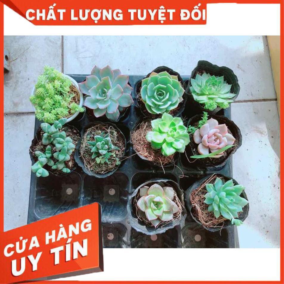 Combo 10 cây sen đá Nhiều Người Mua