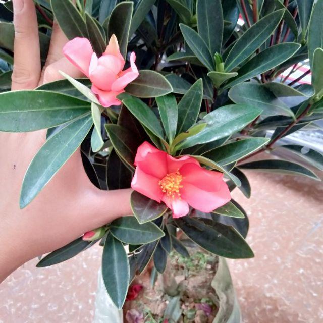 HOA TRÀ TỨ QUÝ TRUNG QUỐC DÁNG 1 THÂN -CHẬU ĐANG HOA, có 2 màu đỏ và hồng