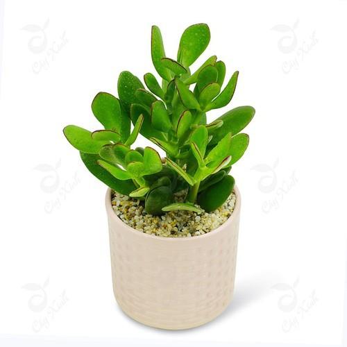 CÂY SEN ĐÁ NGỌC BÍCH,CÂY SEN ĐÁ NGỌC BÍCH - CSDNBNDNB