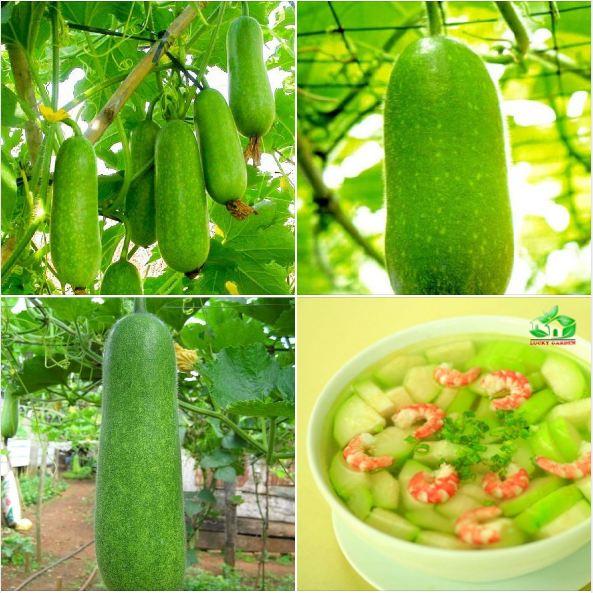 Combo 2 gói Hạt giống bí đao chanh lai siêu trái F1 -gói 10 hạt