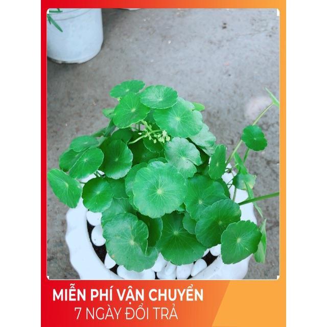 Chậu Cỏ Đồng Tiền