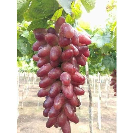 SẢN PHẨM: CÂY GIỐNG NHO NGÓN TAY HỒNG NHẬT SIÊU SỚM.