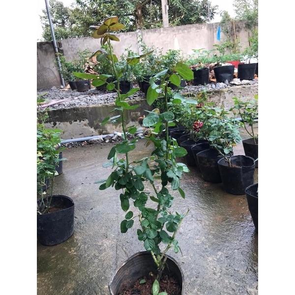 Hoa hồng cổ Tàu đỏ cam  - hoa to, siêng hoa