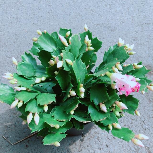 Chậu Tiểu Quỳnh