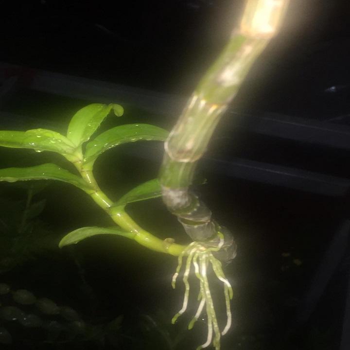 Phi điệp 5 cánh trắng TÂN HỘI, ki to khỏe, hàng gieo hạt hoa cực đẹp hiếm, Ki dài 20-25cm