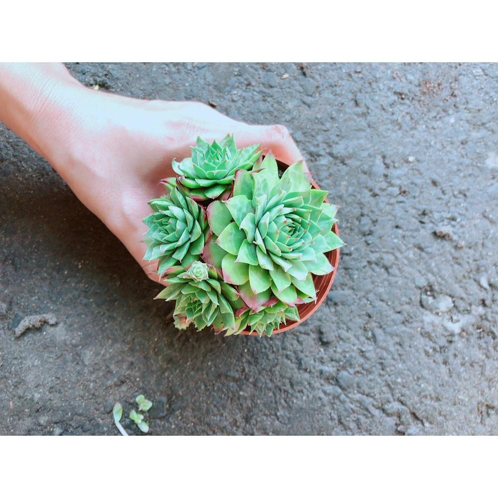 Chậu Phật Bà Xanh