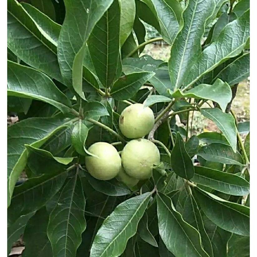 Cây giống cây bánh kem -cây nhập khẩu